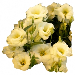 Nasiona Eustoma goryczkowa żółta szt.5 N650