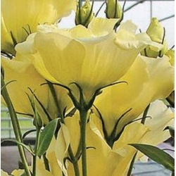 Nasiona Eustoma goryczkowa żółta szt.5 Nxx650