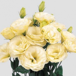 Nasiona Eustoma goryczkowa żółta szt.5 Nxx650