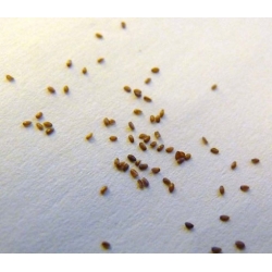 Nasiona Eustoma goryczkowa róż szt.5 Nxx651