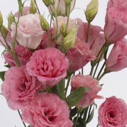 Nasiona Eustoma goryczkowa róż szt.5 Nxx651