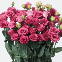 Nasiona Eustoma goryczkowa róż szt.5 Nxx651