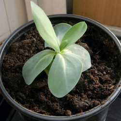 Nasiona Eustoma goryczkowa róż szt.5 Nxx651