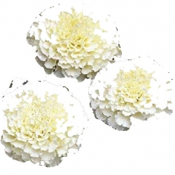 Nasiona Nagietek biały szt.5 N498