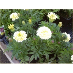 Nasiona Nagietek biały szt.5 Nxx498