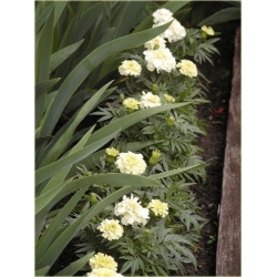 Nasiona Nagietek biały szt.5 Nxx498