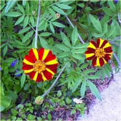 Nasiona Nagietek paskowany czerw-żół szt.5 Nxx497