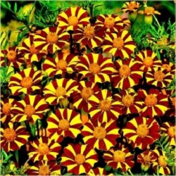 Nasiona Nagietek paskowany czerw-żół szt.5 Nxx497