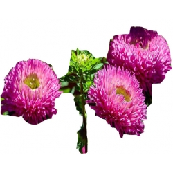 Nasiona Nagietek pełny mix szt.8 N199