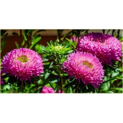 Nasiona Nagietek pełny mix szt.8 Nxx199