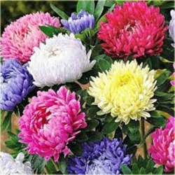 Nasiona Nagietek pełny mix szt.8 Nxx199