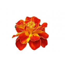 Nasiona Nagietek pełny czerwony-żółty szt.5 N351