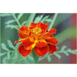 Nasiona Nagietek pełny czerw-żółty szt.5 Nxx351