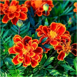 Nasiona Nagietek pełny czerw-żółty szt.5 Nxx351