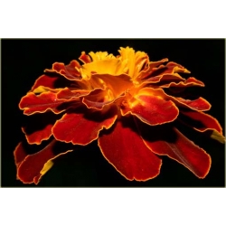 Nasiona Nagietek pełny czerw-żółty szt.5 Nxx351