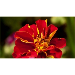 Nasiona Nagietek pełny czerw-żółty szt.5 Nxx351