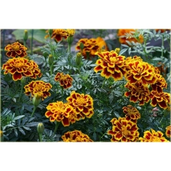 Nasiona Nagietek pełny czerw-żółty szt.5 Nxx351