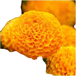 Nasiona Nagietek pełny pomarańczowy szt.5 N499