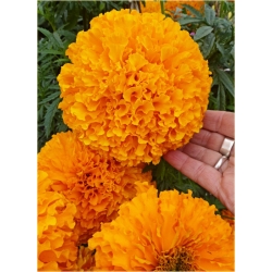 Nasiona Nagietek pełny pomarańczowy szt.5 Nxx499