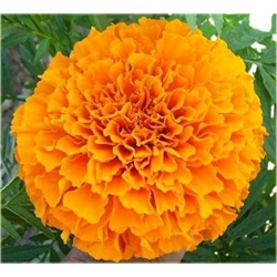 Nasiona Nagietek pełny pomarańczowy szt.5 Nxx499