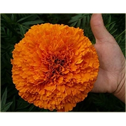 Nasiona Nagietek pełny pomarańczowy szt.5 Nxx499