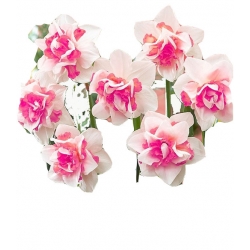 Nasiona Narcyz różowy szt.5 N161