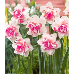 Nasiona Narcyz różowy szt.5 Nxx161