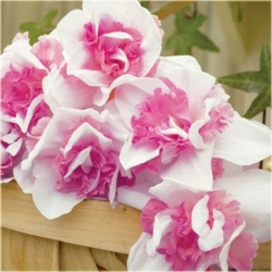 Nasiona Narcyz różowy szt.5 Nxx161