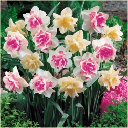 Nasiona Narcyz różowy szt.5 Nxx161