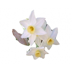 Nasiona Narcyz wielokwiatowy szt.5 N295