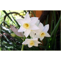 Nasiona Narcyz wielokwiatowy szt.5 Nxx295