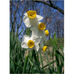 Nasiona Narcyz wielokwiatowy szt.5 Nxx295