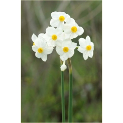 Nasiona Narcyz wielokwiatowy szt.5 Nxx295