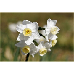 Nasiona Narcyz wielokwiatowy szt.5 Nxx295