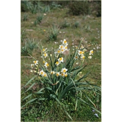 Nasiona Narcyz wielokwiatowy szt.5 Nxx295