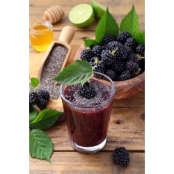 Nasiona Jeżyna bezkolcowa szt.10 Nxx677