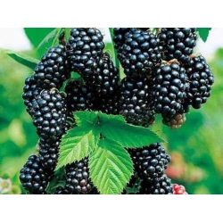 Nasiona Jeżyna bezkolcowa szt.10 Nxx677