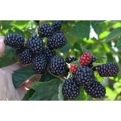 Nasiona Jeżyna bezkolcowa szt.10 Nxx677