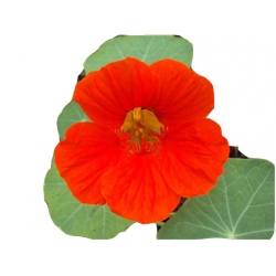 Nasiona Nasturcja pnąca szt.5 N510