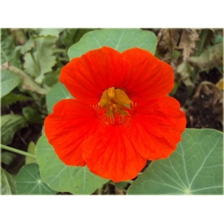 Nasiona Nasturcja pnąca szt.5 Nxx510