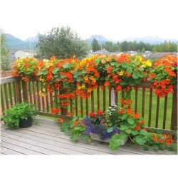 Nasiona Nasturcja pnąca szt.5 Nxx510