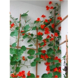 Nasiona Nasturcja pnąca szt.5 Nxx510