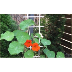 Nasiona Nasturcja pnąca szt.5 Nxx510