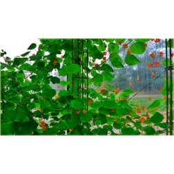 Nasiona Nasturcja pnąca szt.5 Nxx510