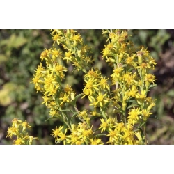 Nasiona Nawłoć pospolita Solidago szt.10 Nxx710