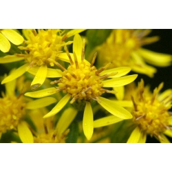 Nasiona Nawłoć pospolita Solidago szt.10 Nxx710