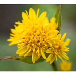 Nasiona Nawłoć pospolita Solidago szt.10 Nxx710