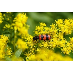 Nasiona Nawłoć pospolita Solidago szt.10 Nxx710