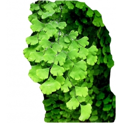 Nasiona Niekropień właściwy paproć szt.5 N591