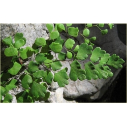 Nasiona Niekropień właściwy paproć szt.5 Nxx591